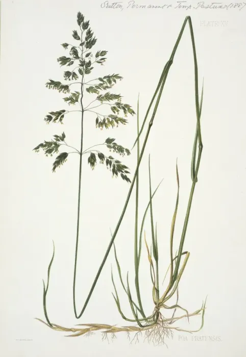 Framed Print : Poa pratensis, smooth meadow-grass Framed Print : Poa pratensis, smooth meadow-grass