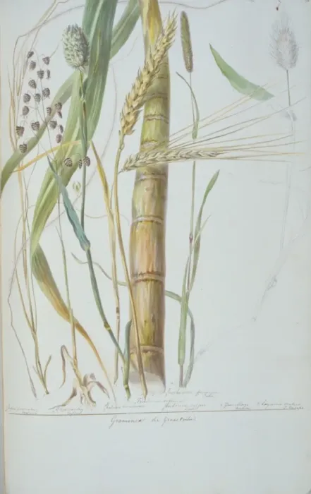Framed Print : Poaceae: The Grass tribe, grasses used by humans Framed Print : Poaceae: The Grass tribe, grasses used by humans