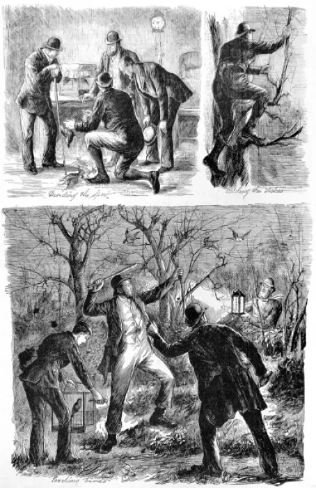 Framed Print : Poachers. A sketch showing poaching by lantern light in Ireland Framed Print : Poachers. A sketch showing poaching by lantern light in Ireland