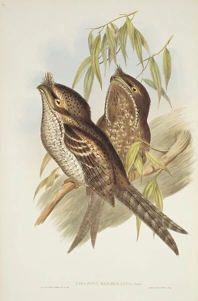 Podargus ocellatus, marbled frogmouth