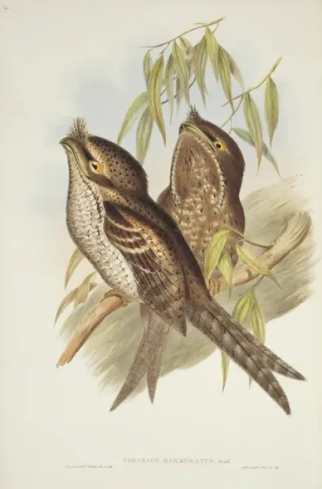 Framed Print : Podargus ocellatus, marbled frogmouth Framed Print : Podargus ocellatus, marbled frogmouth