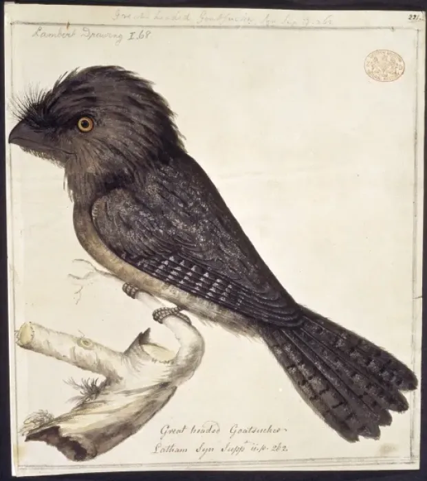 Framed Print : Podargus strigoides, tawny frogmouth Framed Print : Podargus strigoides, tawny frogmouth