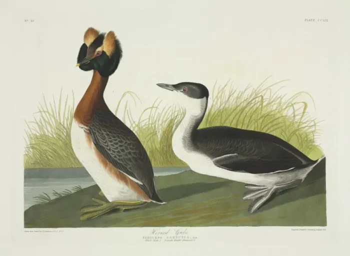 Framed Print : Podiceps auritus, Slavonian grebe Framed Print : Podiceps auritus, Slavonian grebe