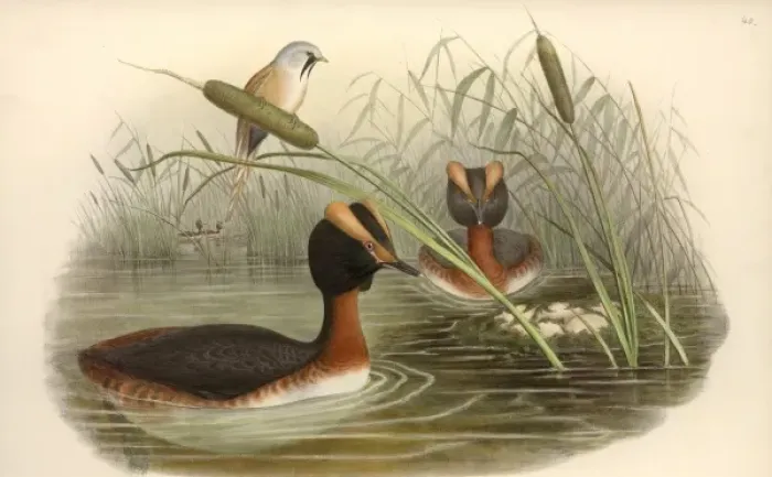 Framed Print : Podiceps auritus, Slavonian grebe, Panurus biamarus, bearded Framed Print : Podiceps auritus, Slavonian grebe, Panurus biamarus, bearded