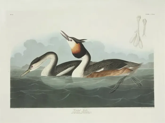 Framed Print : Podiceps cristatus, great crested grebe Framed Print : Podiceps cristatus, great crested grebe