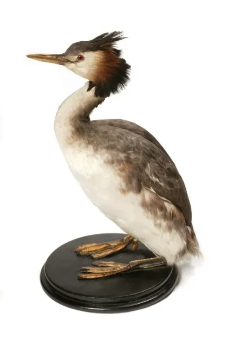 Framed Print : Podiceps cristatus, great crested grebe Framed Print : Podiceps cristatus, great crested grebe