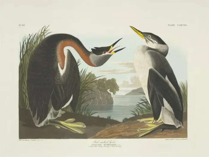 Framed Print : Podiceps grisegena, red-necked grebe Framed Print : Podiceps grisegena, red-necked grebe