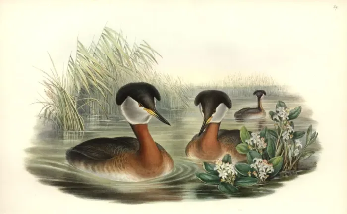 Framed Print : Podiceps grisegena, red-necked grebe Framed Print : Podiceps grisegena, red-necked grebe