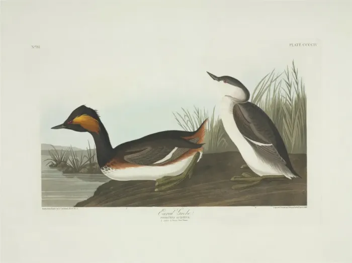 Framed Print : Podiceps nigricollis, black-necked grebe Framed Print : Podiceps nigricollis, black-necked grebe