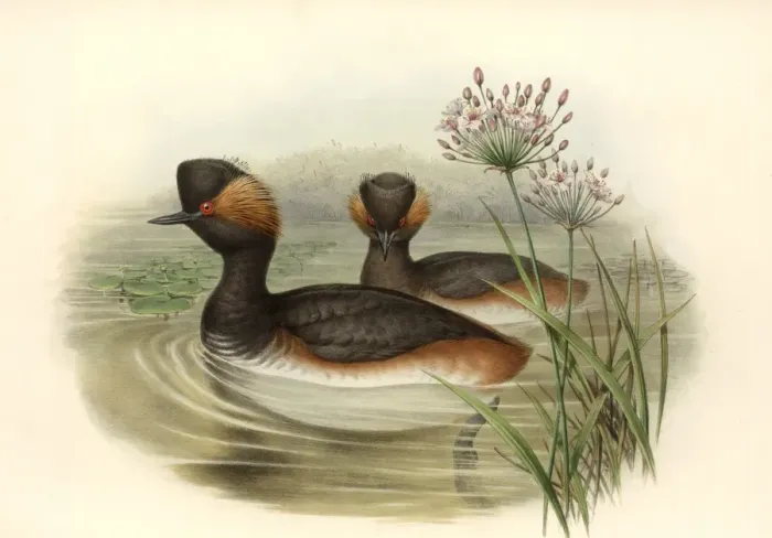 Framed Print : Podiceps nigricollis, black-necked grebe Framed Print : Podiceps nigricollis, black-necked grebe