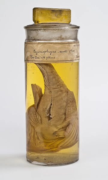 Pogonophryne scotti. Fish specimen collected by Scotts British Antarctic