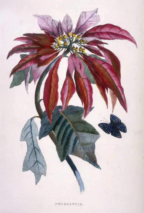 Framed Print : POINSETTIA Framed Print : POINSETTIA