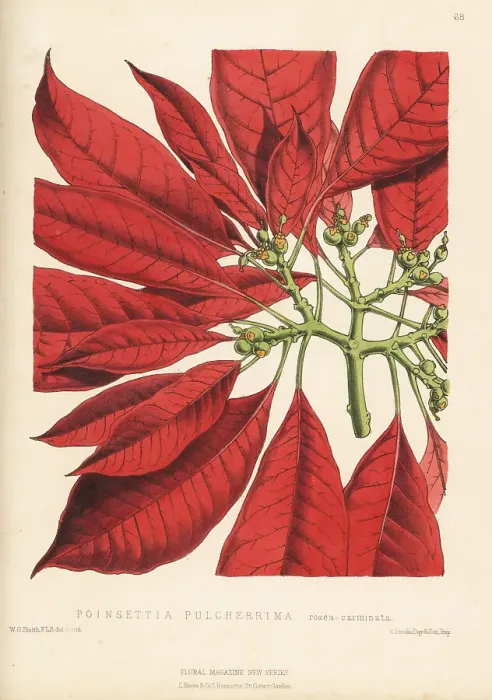 Framed Print : Poinsettia, Euphorbia pulcherrima Framed Print : Poinsettia, Euphorbia pulcherrima