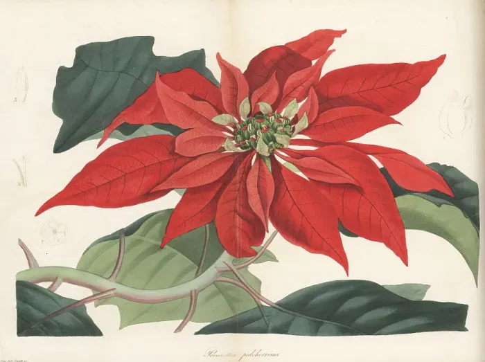 Framed Print : Poinsettia, Euphorbia pulcherrima