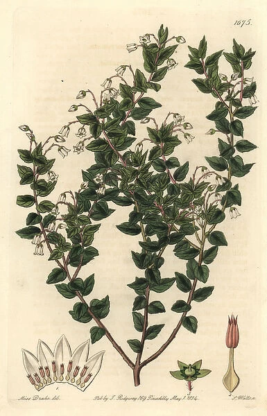 Pointed-leaved pernettia, Gaultheria mucronata