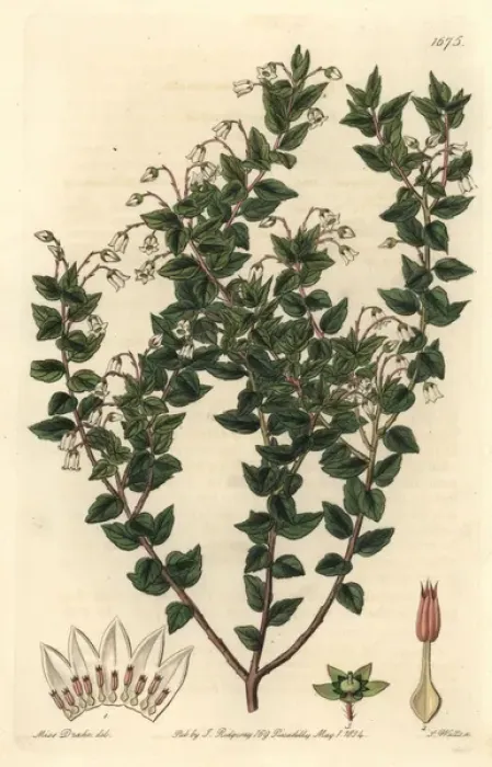 Framed Print : Pointed-leaved pernettia, Gaultheria mucronata Framed Print : Pointed-leaved pernettia, Gaultheria mucronata
