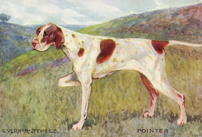 Framed Print : Pointer. The Pointer is a medium-sized breed of pointing dog developed in England Framed Print : Pointer. The Pointer is a medium-sized breed of pointing dog developed in England