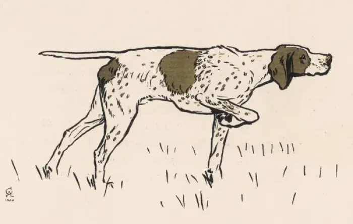 Framed Print : Pointer by Aldin Framed Print : Pointer by Aldin