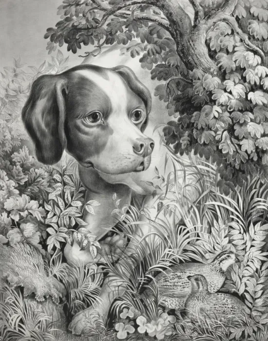 Framed Print : Pointing a bevy Framed Print : Pointing a bevy