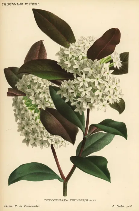 Framed Print : Poison arrow plant, Acokanthera oppositifolia Framed Print : Poison arrow plant, Acokanthera oppositifolia