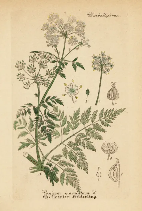 Framed Print : Poison hemlock, Conium maculatum Framed Print : Poison hemlock, Conium maculatum