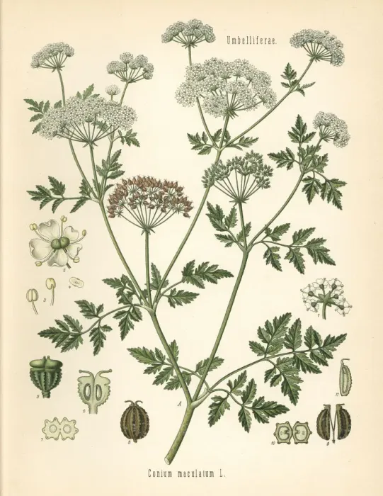 Framed Print : Poison hemlock, Conium maculatum Framed Print : Poison hemlock, Conium maculatum