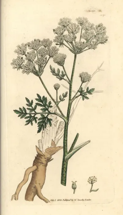 Framed Print : Poison hemlock, Conium maculatum Framed Print : Poison hemlock, Conium maculatum