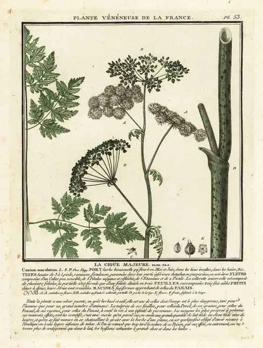 Framed Print : Poison hemlock, Conium maculatum Framed Print : Poison hemlock, Conium maculatum