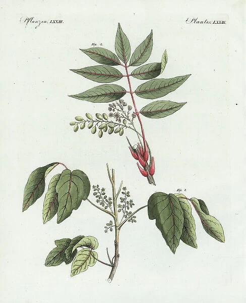 Poison ivy, Toxicodendron radicans, and poison
