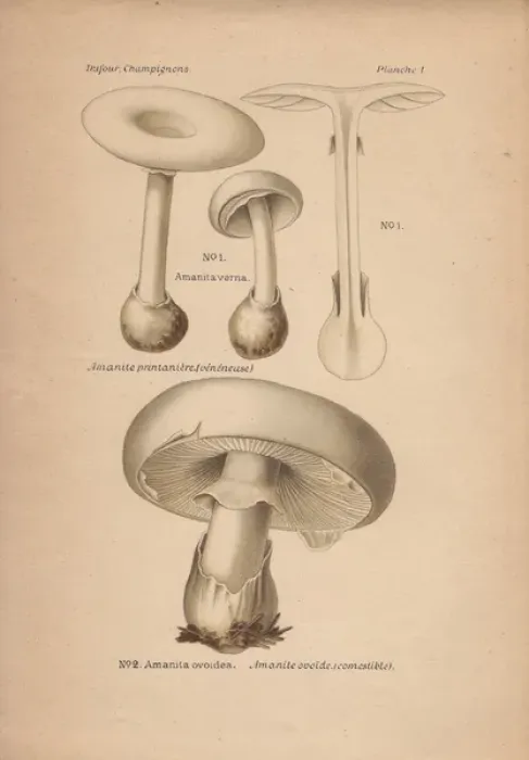 Framed Print : Poisonous fools mushroom Amanita verna Framed Print : Poisonous fools mushroom Amanita verna