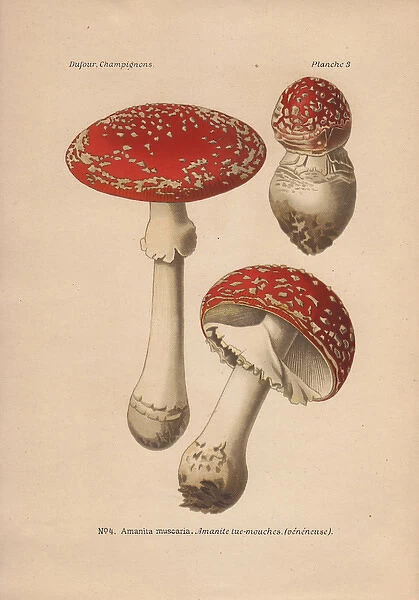 Poisonous mushroom Amanita muscaria, scarlet
