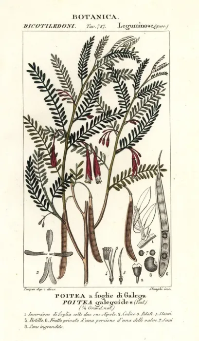 Framed Print : Poitea galegoides Framed Print : Poitea galegoides