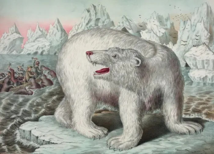 Framed Print : Polar bear Framed Print : Polar bear
