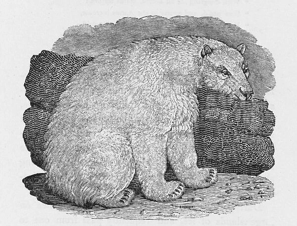 Polar Bear (Bewick)