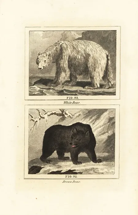 Framed Print : Polar bear and brown bear Framed Print : Polar bear and brown bear