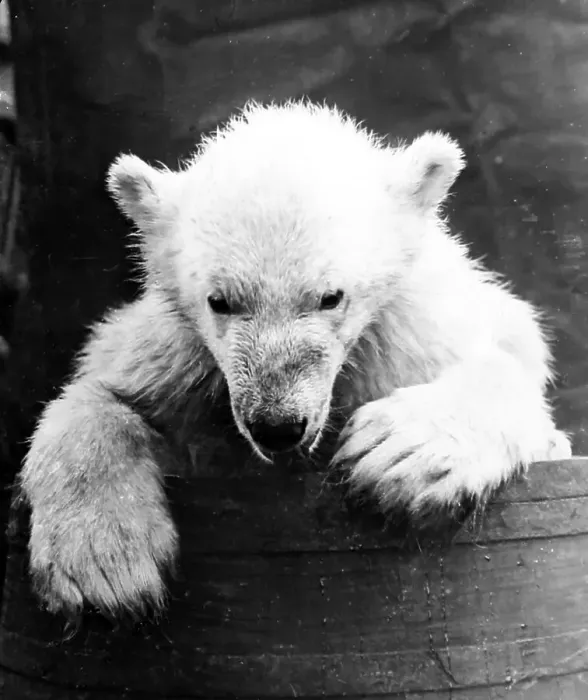 Framed Print : Polar bear cub on a whaling boat in Greenland Framed Print : Polar bear cub on a whaling boat in Greenland