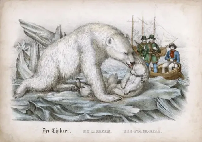 Framed Print : Polar Bear / Cubs / Dieren Framed Print : Polar Bear / Cubs / Dieren