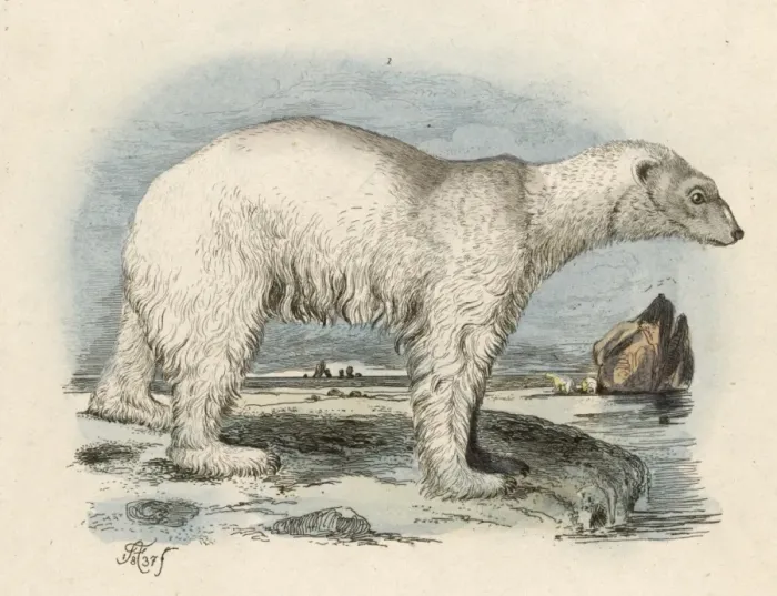 Framed Print : Polar Bear / Fries / 1837 Framed Print : Polar Bear / Fries / 1837