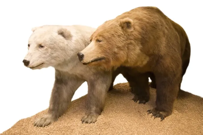 Framed Print : Polar bear- Grizzly bear hybrid Framed Print : Polar bear- Grizzly bear hybrid