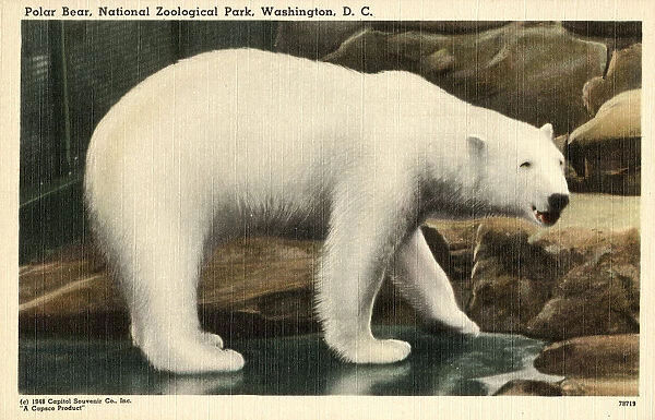 Polar Bear at the National Zoological Park - Washington D. C