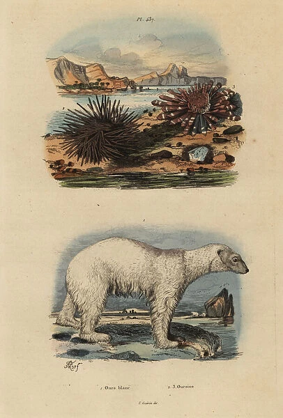 Polar bear and sea urchins