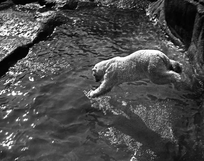 Framed Print : Polar bear takes a dive at London Zoo Framed Print : Polar bear takes a dive at London Zoo