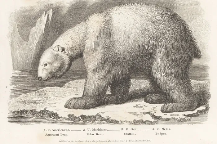 Framed Print : Polar bear, Ursus maritimus, on an ice floe Framed Print : Polar bear, Ursus maritimus, on an ice floe