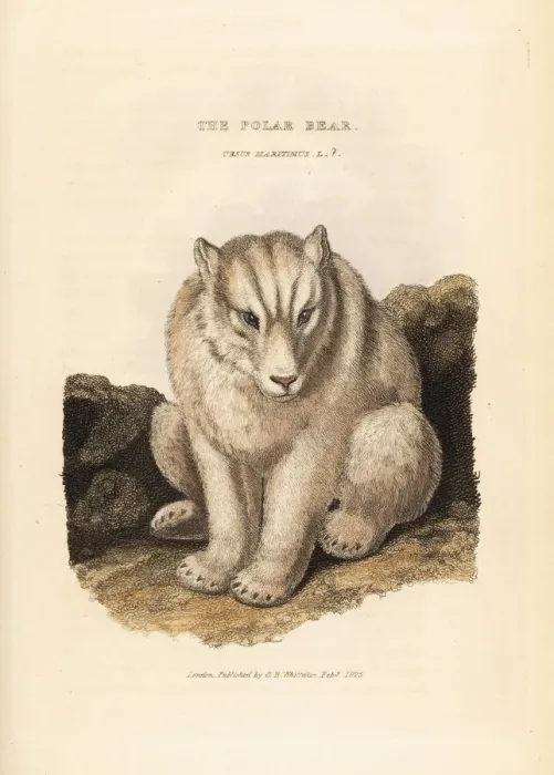 Framed Print : Polar bear, Ursus maritimus. Vulnerable Framed Print : Polar bear, Ursus maritimus. Vulnerable