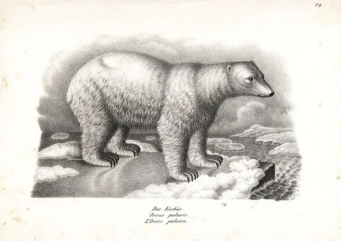 Framed Print : Polar bear, Ursus maritimus. Vulnerable Framed Print : Polar bear, Ursus maritimus. Vulnerable