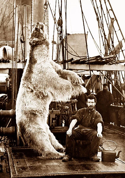 Polar bear on whaling ship