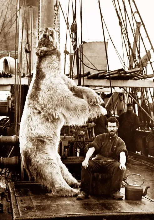 Framed Print : Polar bear on whaling ship Framed Print : Polar bear on whaling ship