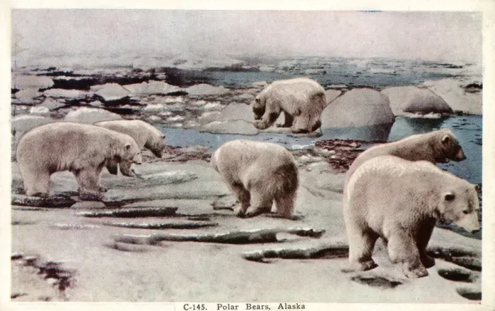 Framed Print : Polar Bears in Alaska, USA Framed Print : Polar Bears in Alaska, USA