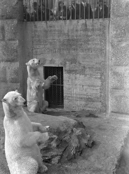 Polar Bears Begging