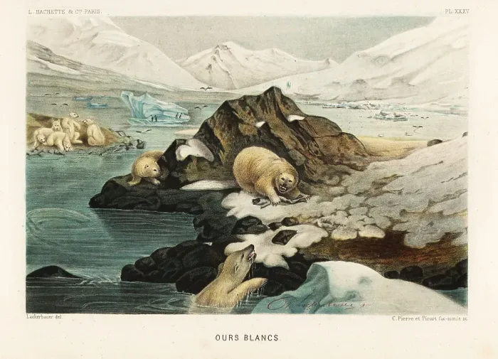 Framed Print : Polar bears hunting seals in an Arctic landscape Framed Print : Polar bears hunting seals in an Arctic landscape